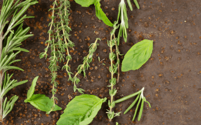 Mixology botanica: come le erbe aromatiche stanno rivoluzionando l’arte dei cocktail